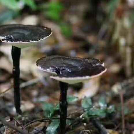 林下仿野生种植灵芝 500g/袋 包邮 商品图1