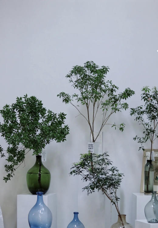 【 进口马醉木 】 型态如图  约1.3米/单枝 商品图11