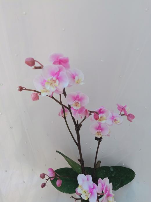 单株蝴蝶兰盆栽五选一 商品图5