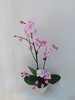 单株蝴蝶兰盆栽五选一 商品缩略图0