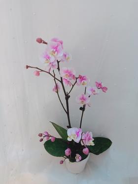 单株蝴蝶兰盆栽五选一