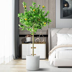 一定要在家里种一颗柠檬树！