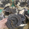 林下仿野生种植灵芝 500g/袋 包邮 商品缩略图2