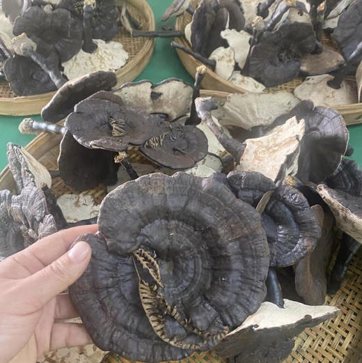 林下仿野生种植灵芝 500g/袋 包邮 商品图2