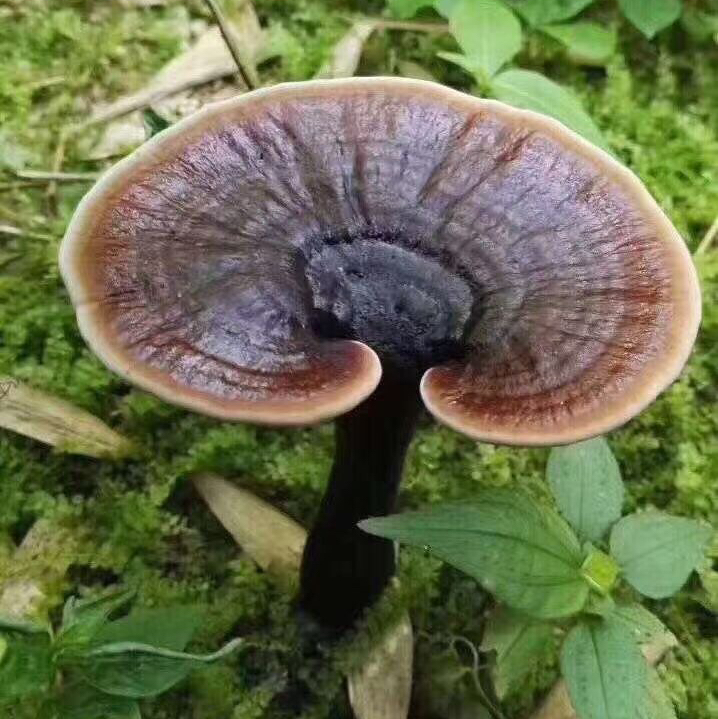 林下仿野生种植灵芝 500g/袋 包邮