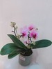 单株蝴蝶兰盆栽五选一 商品缩略图4