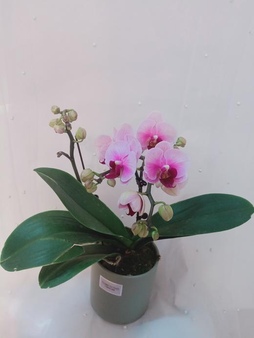 单株蝴蝶兰盆栽五选一 商品图4