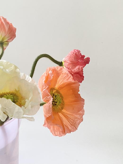 配花 | 冰岛虞美人混色 商品图1