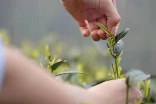 星宇茗茶 2022明前龙井茶250g(金丝带土纸包) 商品图3