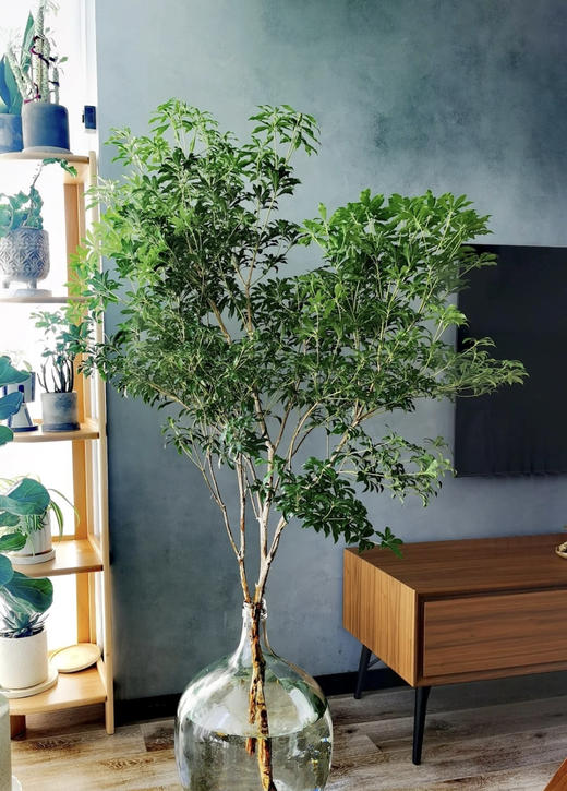 【 进口马醉木 】 型态如图  约1.3米/单枝 商品图2