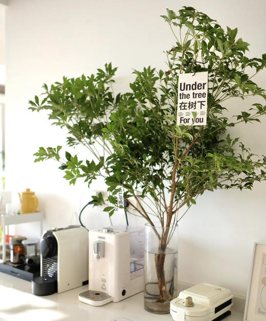 【 进口马醉木 】 型态如图  约1.3米/单枝 商品图7