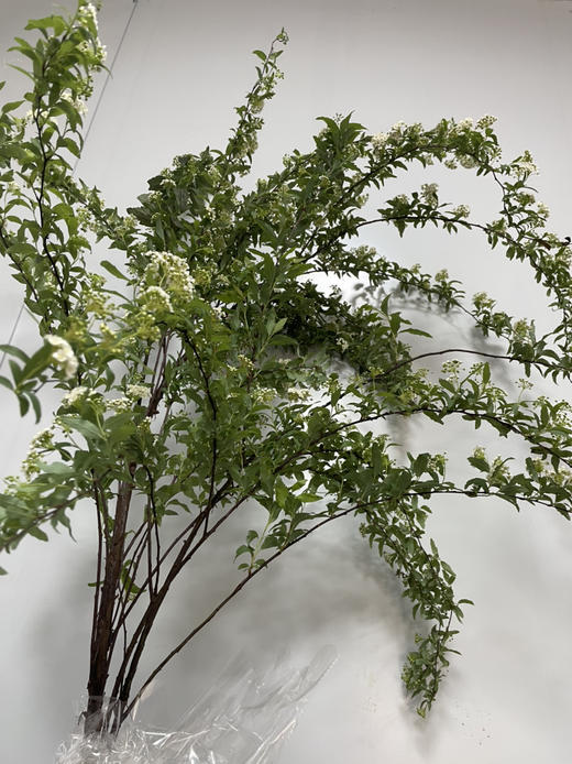 【春日仙子】小手球花 约1.2米 单瓣  若干枝/扎 商品图14