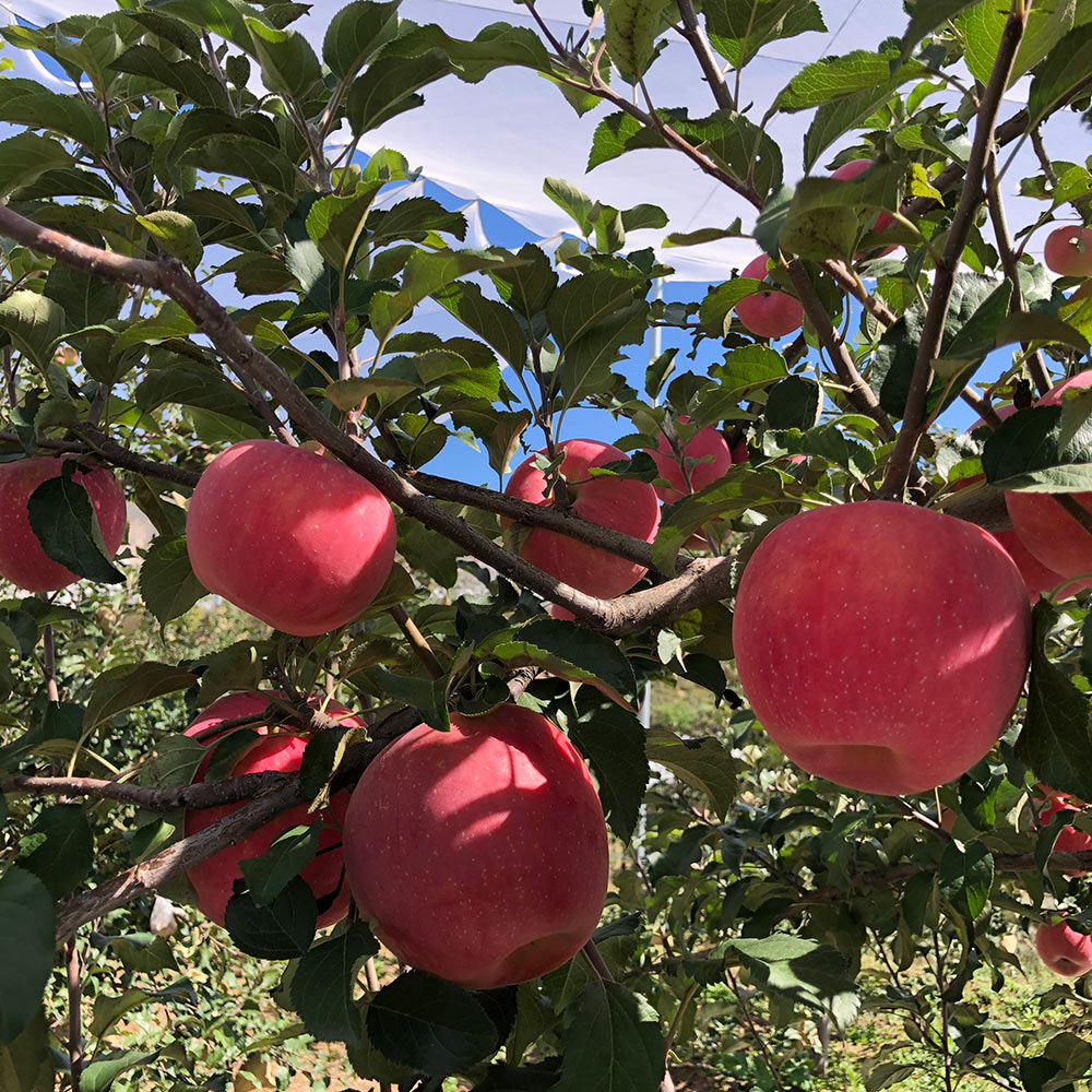陕北榆林米脂黄土高原苹果  8斤装