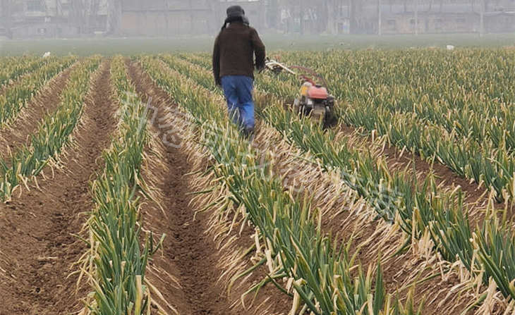 准备返青的葱田