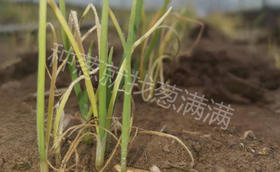 小葱苗不长发黄用什么肥
