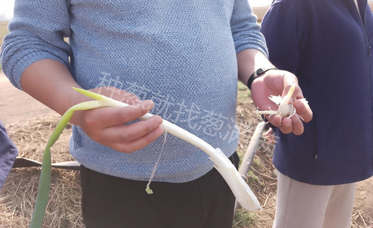 葱满满线下指导