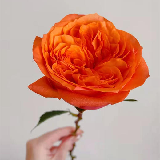 肯尼亚进口花材orbit轨道玫瑰花10支 商品图1