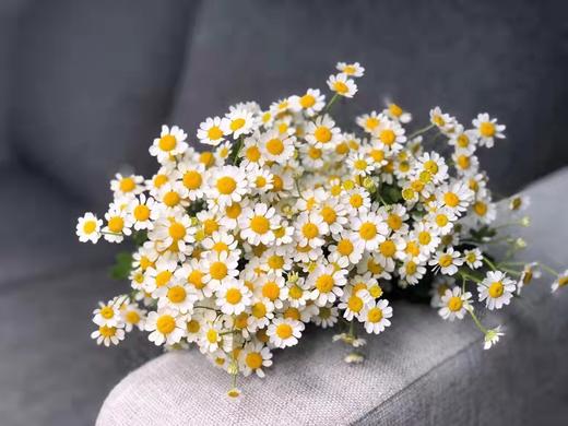 清明节花束 洋甘菊 花 一扎 商品图1