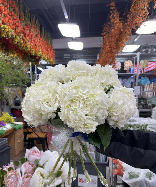 【哥伦比亚】绣球  单枝  多色可选 商品图6