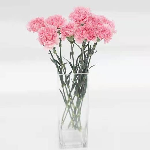 清明节花束 康乃馨 花 一束 商品图1