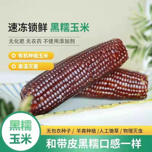 🔥🔥8根仅39.9🌽山西有机黑玉米，有机认证，非转基因，软糯香甜，满满花青素 商品图1