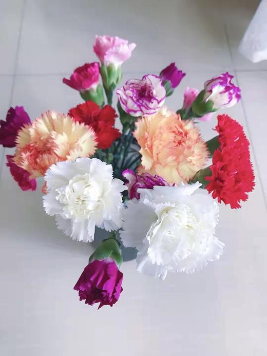 清明节花束 康乃馨 花 一束 商品图3