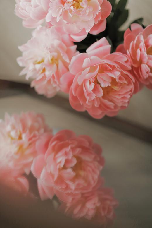 【预售！4.20起陆续发出】珊瑚系列【我想陪你去看第44次日落】 A级“芍药届的爱马仕” 稀有变色芍药 2件包邮 顺丰空运 商品图3