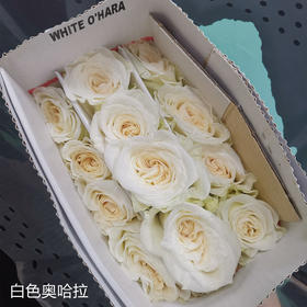 肯尼亚花园玫瑰花 WHITE OHARA 白奥哈拉12支有香味
