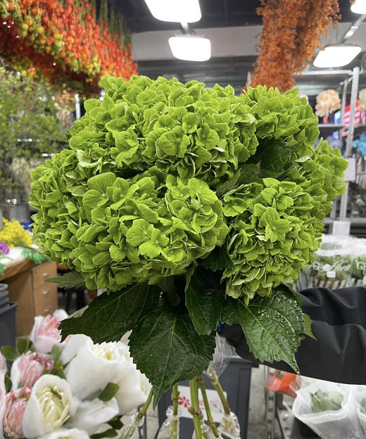 【哥伦比亚】绣球  单枝  多色可选 商品图5