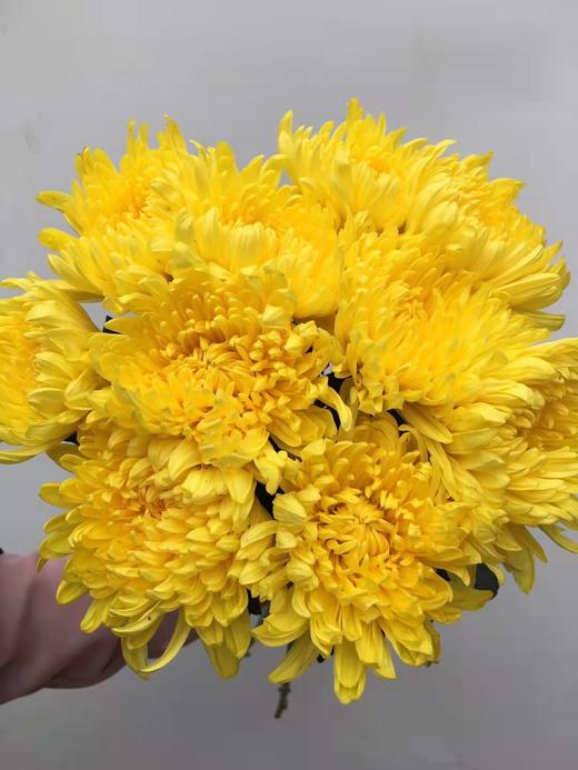 清明节花束 黄菊 白菊 花 一束 商品图1