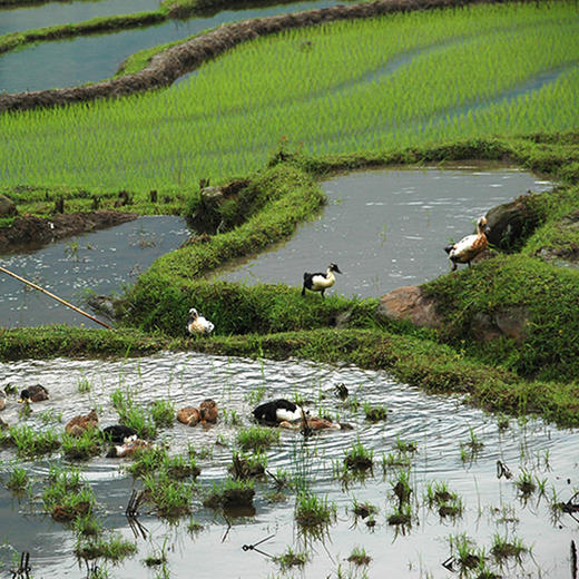 阿达嘎牌西双版纳澜沧鸭1.5kg/袋 商品图3