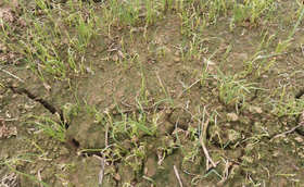 大葱苗期出现苗黄苗弱怎么办?如何预防?