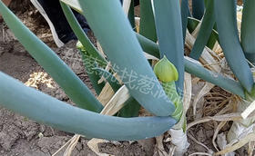 大葱抽薹有什么影响?大葱抽薹怎么办?