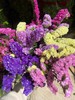 清明节花束 勿忘我 花 一扎 商品缩略图1
