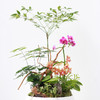 植物盆景4 商品缩略图1