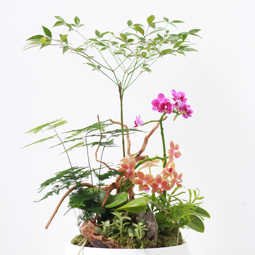 植物盆景4 商品图1