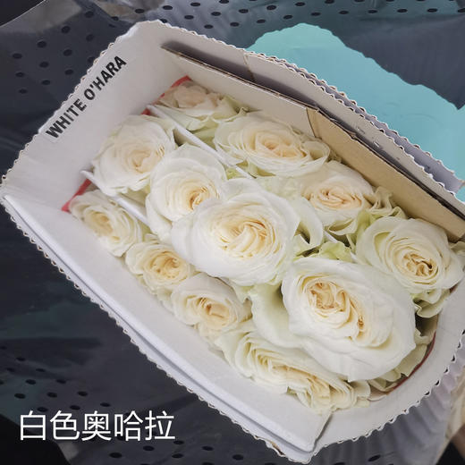 肯尼亚花园玫瑰花 WHITE OHARA 白奥哈拉12支有香味 商品图1