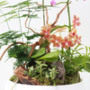 植物盆景4 商品缩略图2