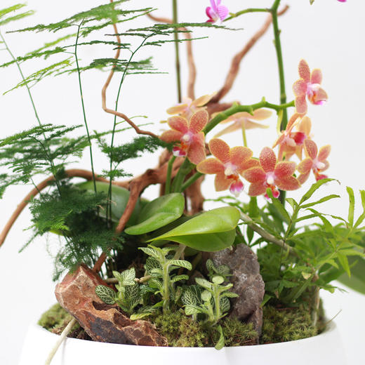 植物盆景4 商品图2