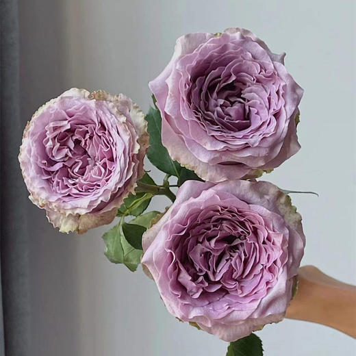 肯尼亚Princess kaori考瑞公主玫瑰花12支 商品图3