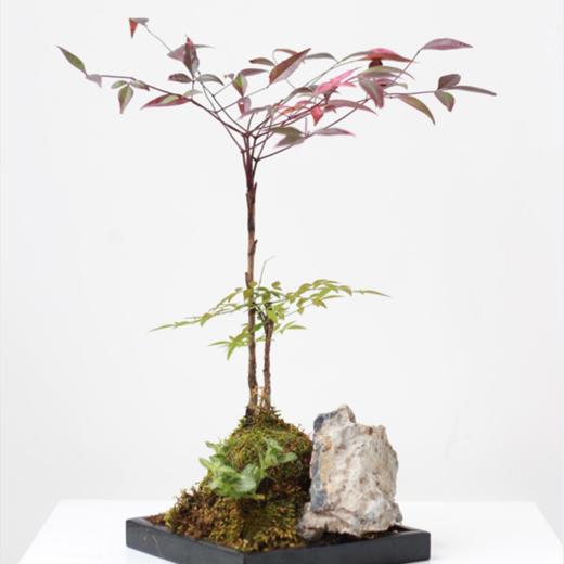 植物盆景6 商品图1
