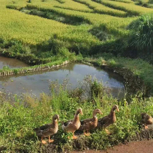 阿达嘎牌西双版纳澜沧鸭1.5kg/袋 商品图2