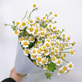 清明节花束 洋甘菊 花 一扎