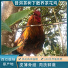 阿达嘎牌西双版纳茶花鸡土鸡1.1kg/袋 商品缩略图2