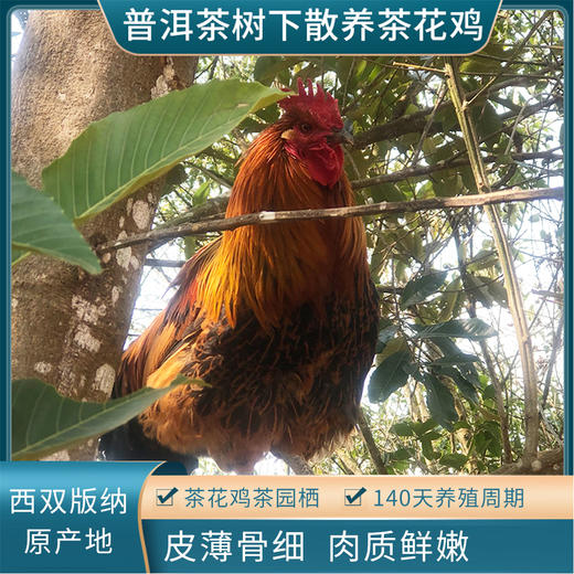 阿达嘎牌西双版纳茶花鸡土鸡1.1kg/袋 商品图2