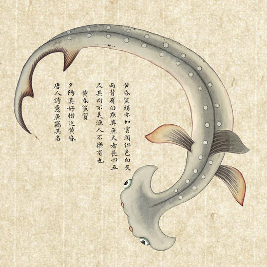 《海错图笔记》（青少年版） 商品图6