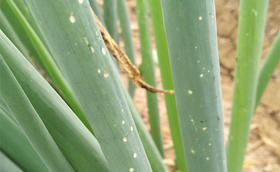 葱叶上有白点是什么病打啥药