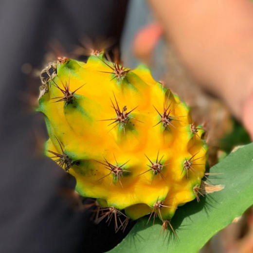 【 顺丰包邮】海南黄金燕窝果 精美礼盒装 2斤/4斤 商品图4