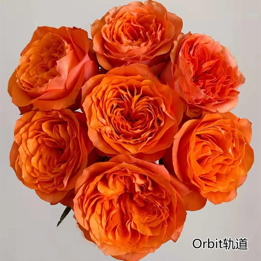 肯尼亚进口花材orbit轨道玫瑰花10支 商品图0