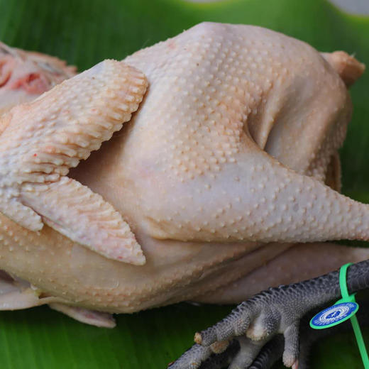 阿达嘎牌西双版纳茶花鸡（老母鸡）1.5kg/袋 商品图3